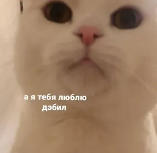 ❤️ а я тебя люблю дэбил Katze, Tier, Russisch, Beleidigend telegram sticker