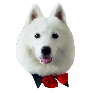 🎀 犬, サモエド, 蝶ネクタイ, ペット, 動物 telegram sticker