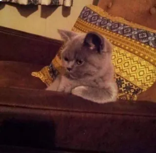 😢 cat, kitten, pet, animal, domestic cat, pillow, furniture, couch whatsapp sticker