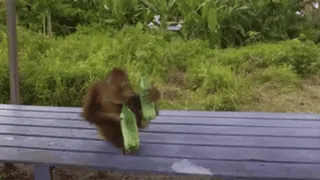 ๐ฆง monkey, eating, cucumber, animal, bench telegram sticker