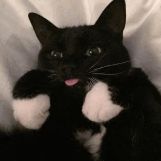 😛 gatto, gatto tuxedo, bianco e nero, animale, animale domestico, carino, lingua telegram sticker