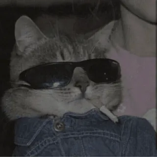 🤓 cat, sunglasses, cigarette, animal, cool, pet telegram sticker