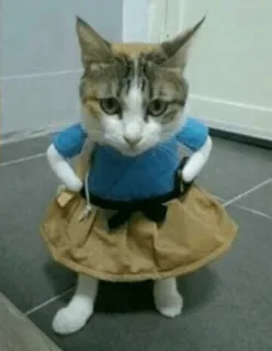 😒 고양이, 동물, 코스튬, 귀여운, 웃긴, 드레스, 애완동물, 반려동물 telegram sticker