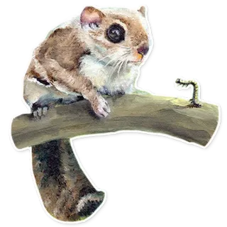 🐛 リス, ヘビ, 動物, 自然, 野生動物, げっ歯類, 爬虫類 whatsapp sticker