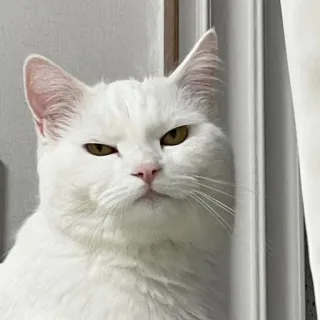 😤 kat, witte kat, dier, huisdier, huisdier, katachtige, schattig telegram sticker