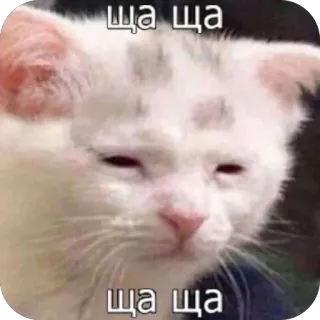 🫥 ща ща cat, meme, funny, white cat, annoyed, waiting telegram sticker