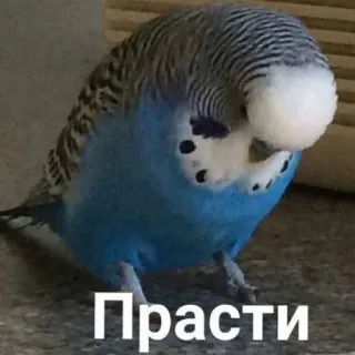 😔 Прасти telegram sticker