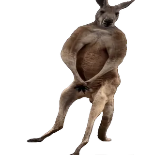 🤩 kangaroo, animal, mammal, marsupial, funny, meme whatsapp sticker
