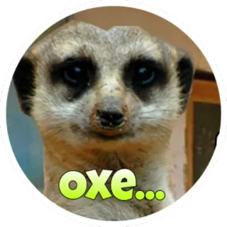 🤐 oxe... suricata, adesivo, animal, fofo telegram sticker