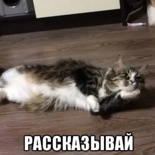 🤔 РАССКАЗЫВАЙ gatto, russo, animale, animale domestico whatsapp sticker