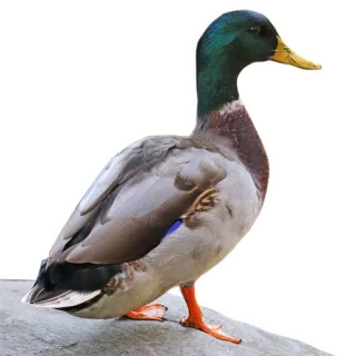 🦆 животное, птица, утка, кряква, дикая природа telegram sticker