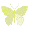 🦋