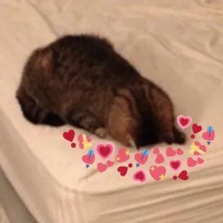 🩰 Katze, Herzen, Liebe, Bett, süß whatsapp sticker