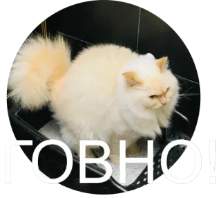 💩 ГОВНО! кот, оскорбительный, русский, стикер, питомец whatsapp sticker