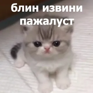 😞 блин извини
пажалуст แมว, น่ารัก, ลูกแมว, ขอโทษ, รัสเซีย, มีม telegram sticker