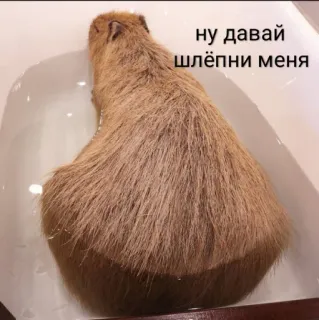 🖐️ ну давай шлёпни меня capybara, animal, bain, eau, drôle whatsapp sticker