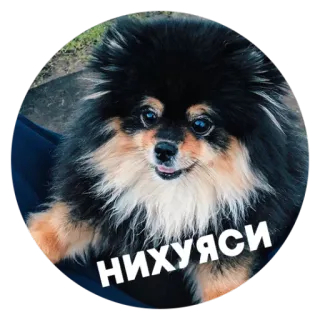 😱 НИХУЯСИ 犬, ポメラニアン, ロシア語, テキスト, 動物 telegram sticker