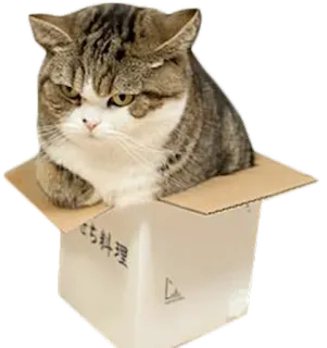 🐱 おうち料理 cat, box, animal, pet, domestic animal, angry cat, feline telegram sticker