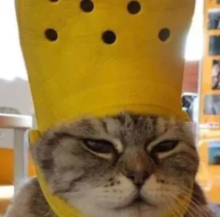 😵 cat, animal, pet, funny, cute, hat, yellow, meme whatsapp sticker