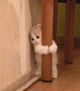 🙁 猫, 子猫, かわいい, 動物 telegram sticker