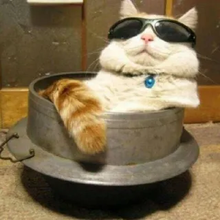 😎 gatto, occhiali da sole, vaso, cool, animale domestico, animale telegram sticker