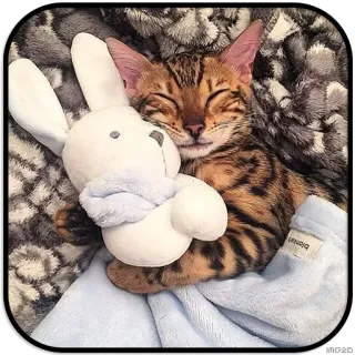 😴 chat, chaton, sommeil, jouet, lapin, animal, animal de compagnie whatsapp sticker