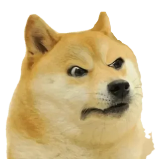 😡 doge, pies, mem, zły, śmieszne, internet telegram sticker