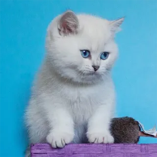😊 gato, gatinho, animal, animal de estimação, fofo, branco, olhos azuis, adorável telegram sticker