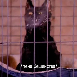 🌬 *пена бешенства* cat, black cat, animal, pet, cage telegram sticker