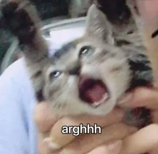 😡 arghhh cat, kitten, angry, scream, meme, animal, pet whatsapp sticker