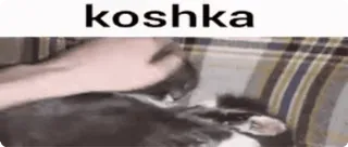 😸 koshka cat, pet, animal, koshka whatsapp sticker