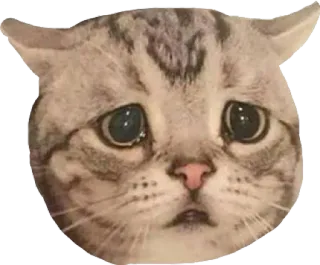 🥺 cat, sad, crying, kitten, cute, pet, animal telegram sticker