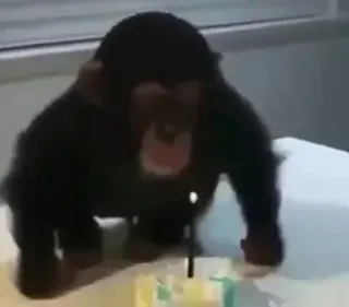 🎂 aap, mensaap, chimpansee, dier, taart, verjaardag, kaars, primaat whatsapp sticker