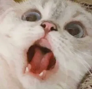 🥺 gato, animal, meme, engraçado, animal de estimação, expressão telegram sticker