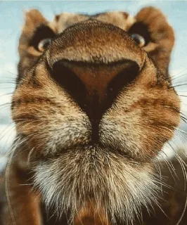 😐 животное, лев, крупный план, дикая природа, хищник, кошка telegram sticker