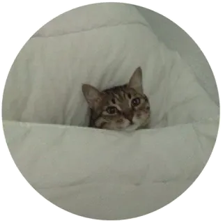 😔 gato, animal, mascota, lindo, gatito, doméstico, cama telegram sticker