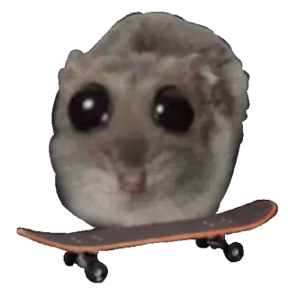 🛹 햄스터, 스케이트보드, 동물, 귀여운, 애완동물, 스케이트보딩, 웃긴 whatsapp sticker