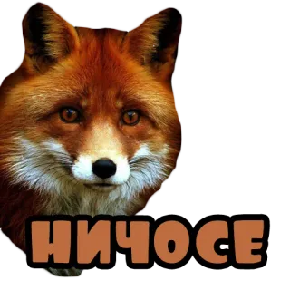 😲 НИЧОСЕ fuchs, tier, aufkleber, meme, text whatsapp sticker