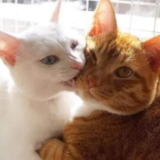 ❣ แมว, จูบ, สัตว์, มิตรภาพ, น่ารัก, ความรัก, ความรักใคร่ telegram sticker