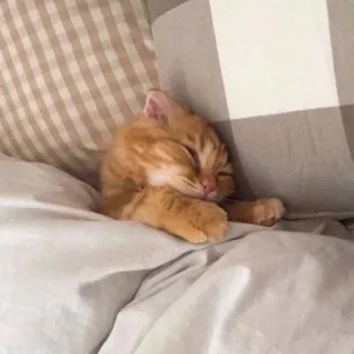 😴 kot, śpiący, zwierzę domowe, zwierzę, łóżko, kociak, pomarańczowy telegram sticker