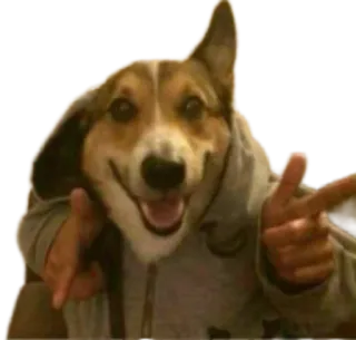 👈 corgi, hund, tier, zeigen, hoodie, cool, glücklich telegram sticker