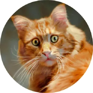 😒 chat, roux, orange, mignon, animal, animal de compagnie telegram sticker