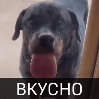 🤤 ВКУСНО cane, rottweiler, carino, divertente, gustoso, cibo telegram sticker