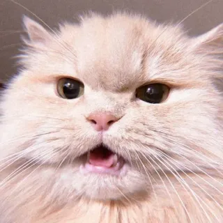 😡 kucing, imut, hewan, peliharaan, hewan peliharaan, felin telegram sticker