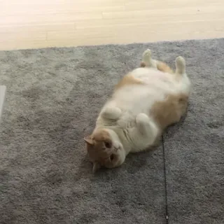 🙃 고양이, 동물, 애완동물, 가축, 포유류, 고양이과 telegram sticker