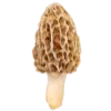🍄