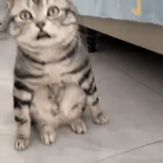 🤩 gato, animal, lindo, impactado, divertido, mascota whatsapp sticker
