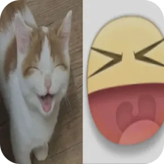 🐱 猫, 表情符号, 梗, 动物, 搞笑, 快乐, 笑 telegram sticker