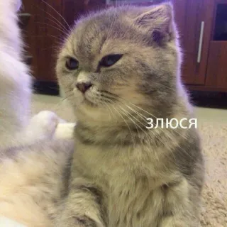 😠 ЗЛЮСЯ gatto, arrabbiato, russo, meme, sticker whatsapp sticker