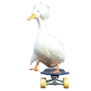 🦆 утка, скейтборд, животное, птица, белый telegram sticker